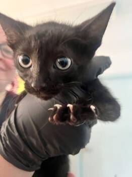 Pastrami -  Domestic Short Hair Cat for Adoption in Daytona Beach, Florida - Pastrami | PetCurious