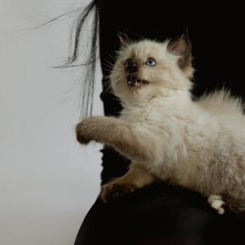 Aspen -  Siamese and Domestic Long Hair Cat for Adoption in Wilmington, North Carolina - Aspen | PetCurious