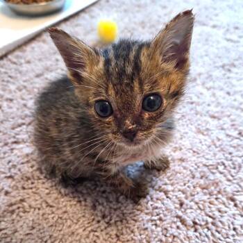 Rescue Domestic Short Hair Cats for Adoption in Auburn, Alabama - K.J. | PetCurious