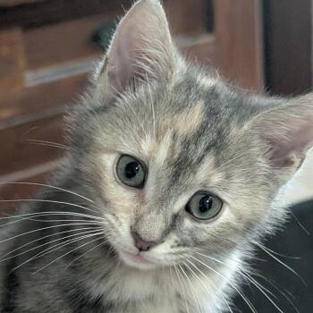 Matcha -  Domestic Short Hair Cat for Adoption in Reisterstown, Maryland - Matcha | PetCurious