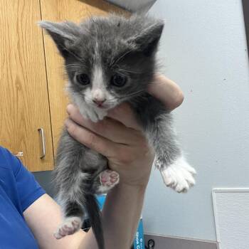 Everest -  Domestic Short Hair Cat for Adoption in Durango, Colorado - Everest | PetCurious