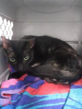 PRISCILLA -  Domestic Short Hair Cat for Adoption in Ocala, Florida - PRISCILLA | PetCurious