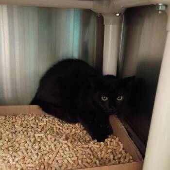 Caffe -  Domestic Short Hair Cat for Adoption in Lynchburg, Virginia - Caffe | PetCurious