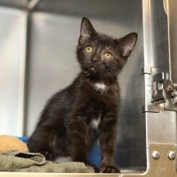 Fairy -  Domestic Short Hair Cat for Adoption in Evansville, Indiana - Fairy | PetCurious