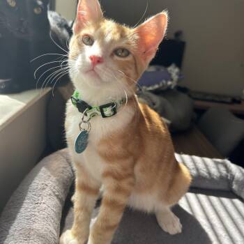 Splash -  Domestic Short Hair Cat for Adoption in Davis, California - Splash | PetCurious