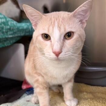 Norm -  Domestic Short Hair Cat for Adoption in Los Angeles, California - Norm | PetCurious