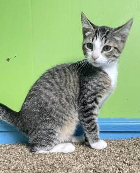 Gabby -  Domestic Short Hair Cat for Adoption in Columbus, Ohio - Gabby | PetCurious