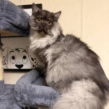 Persian and Domestic Long Hair Cats Available for Adoption - Panda | PetCurious