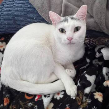 Snowball -  Domestic Short Hair Cat for Adoption in Springfield, Missouri - Snowball | PetCurious