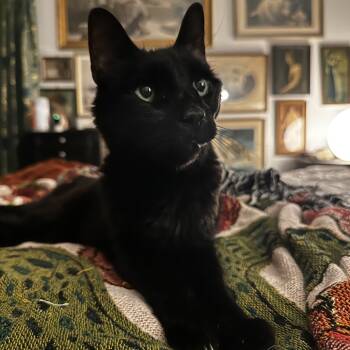 Rescue Domestic Short Hair Cats for Adoption in Philadelphia, Pennsylvania - Shadow | PetCurious