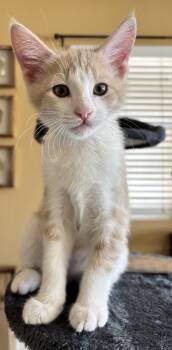 Rescue Domestic Short Hair Cats for Adoption in Lincoln, California - Fred | PetCurious