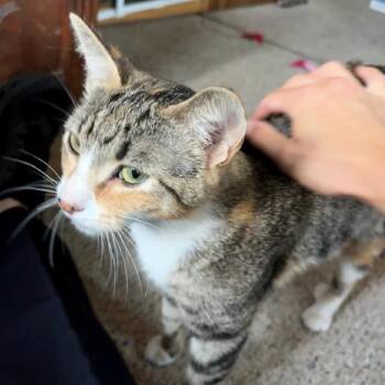 Angela (2026) -  Domestic Short Hair Cat for Adoption in Skokie, Illinois - Angela (2026) | PetCurious