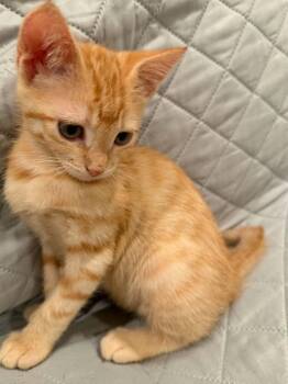 Quincy -  Domestic Short Hair Cat for Adoption in Tucson, Arizona - Quincy | PetCurious