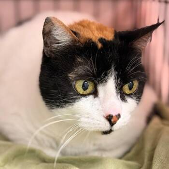 Domestic Short Hair Cats Available for Adoption in Cumming, Georgia - Hope | PetCurious