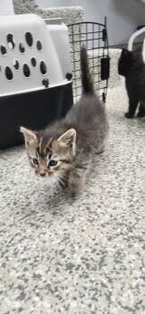 Satin -  Domestic Short Hair Cat for Adoption in Van Wert, Ohio - Satin | PetCurious