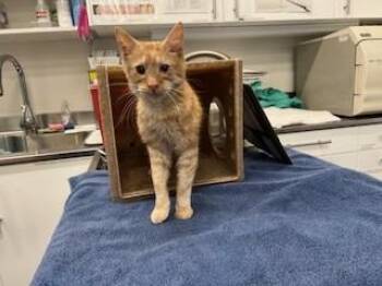 Domestic Medium Hair Cats Available for Adoption in Antioch, California - CLIFF | PetCurious