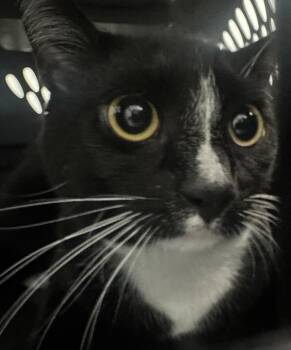 Carlos -  Domestic Short Hair Cat for Adoption - Carlos | PetCurious