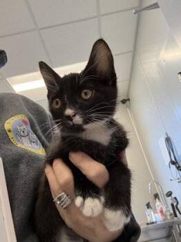 Colt -  Domestic Short Hair Cat for Adoption in Lafayette, Indiana - Colt | PetCurious
