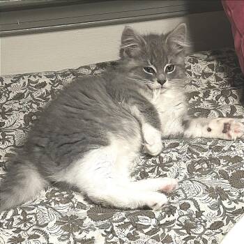 Gladys -  Domestic Long Hair Cat for Adoption in Fredericksburg, Virginia - Gladys | PetCurious