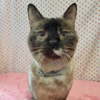 Rescue Siamese Cats for Adoption in Park Falls, Wisconsin - Tizzy | PetCurious