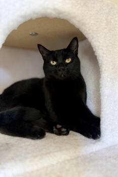 Domestic Short Hair Cats Available for Adoption in Houston, Texas - Violet | PetCurious