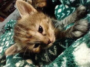 Domestic Short Hair Cats Available for Adoption in Fruit Heights, Utah - Pips | PetCurious