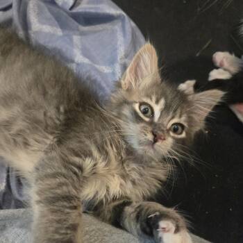 Ralph -  Domestic Medium Hair Cat for Adoption in Lincoln Park, New Jersey - Ralph | PetCurious