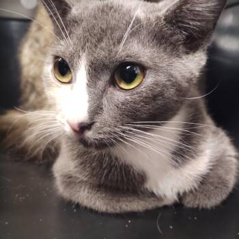 Cashmere -  Domestic Short Hair Cat for Adoption in Allentown, Pennsylvania - Cashmere | PetCurious