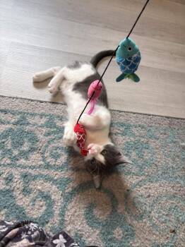 Margrave Mousse -  Russian Blue and Domestic Short Hair Cat for Adoption in Dallas, Texas - Margrave Mousse | PetCurious