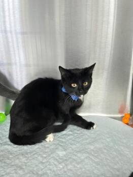 Mac -  Domestic Short Hair Cat for Adoption in Mount Vernon, Ohio - Mac | PetCurious