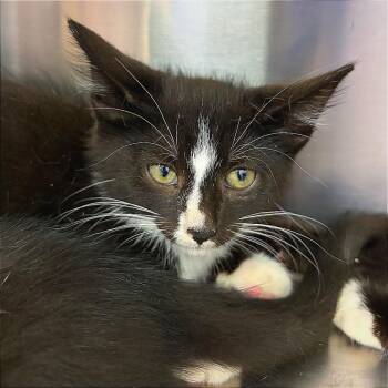 Stickers -  Domestic Short Hair Cat for Adoption in Hannibal, Missouri - Stickers | PetCurious