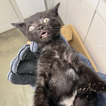 71620 -  Domestic Short Hair Cat for Adoption in Harrisonburg, Virginia - 71620 | PetCurious