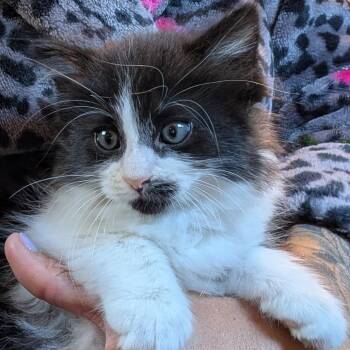 Old Fashioned -  Domestic Long Hair Cat for Adoption in Bradenton, Florida - Old Fashioned | PetCurious