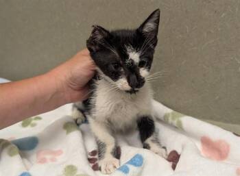 A552108 -  Domestic Short Hair Cat for Adoption in Moreno Valley, California - A552108 | PetCurious