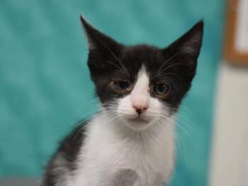Roar -  Domestic Short Hair Cat for Adoption in Portland, Oregon - Roar | PetCurious