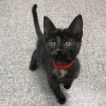 Sable -  Domestic Short Hair Cat for Adoption in Pocatello, Idaho - Sable | PetCurious