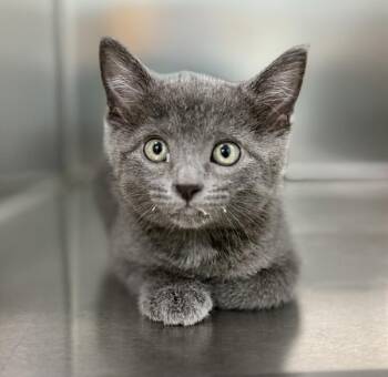 Mulan -  Domestic Short Hair Cat for Adoption in Sioux City, Iowa - Mulan | PetCurious