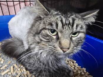 Domestic Medium Hair Cats Available for Adoption in Southbury, Connecticut - HUBBY | PetCurious