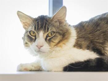 Domestic Medium Hair Cats Available for Adoption in Phoenix, Arizona - JASPER | PetCurious