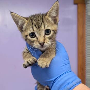Robert Bob -  Domestic Short Hair Cat for Adoption in Redwood Valley, California - Robert Bob | PetCurious