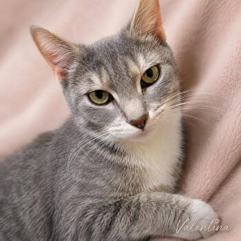 Valentina-Tiny Queen with a BIG Personality -  Tabby Cat for Adoption in Laurel, Maryland - Valentina-Tiny Queen With A BIG Personality | PetCurious