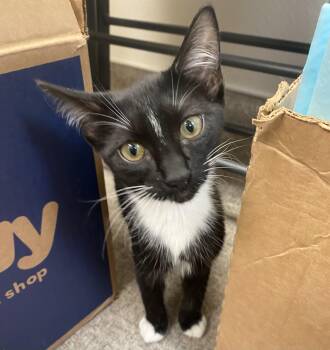Mini -  Domestic Short Hair Cat for Adoption in Pocatello, Idaho - Mini | PetCurious