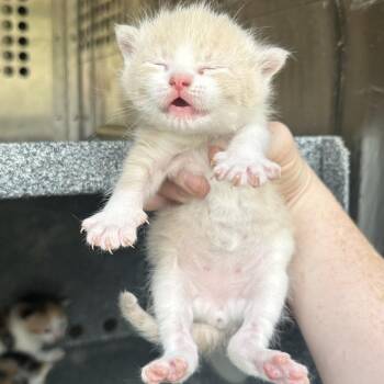 Domestic Short Hair Cats Available for Adoption in Birmingham, Alabama - Swank | PetCurious