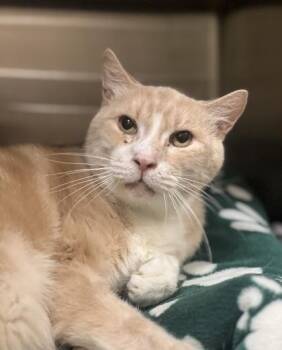 Domestic Short Hair Cats Available for Adoption - Clint | PetCurious