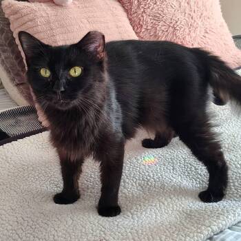 Rescue Domestic Long Hair Cats for Adoption in Lakeland, Florida - Velvet | PetCurious