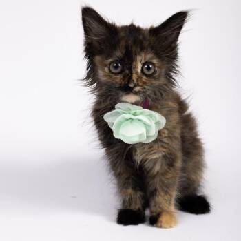 Sally -  Domestic Long Hair Cat for Adoption in Mt. Juliet, Tennessee - Sally | PetCurious