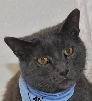 Rescue Domestic Short Hair Cats for Adoption in Springfield, Ohio - Ruben | PetCurious