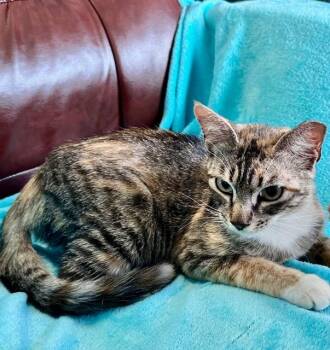 Rescue Domestic Short Hair Cats for Adoption in Englewood, Florida - Jayce | PetCurious