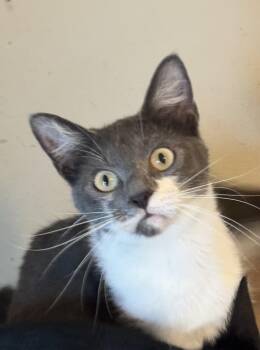 Tuxedo Cats Available for Adoption in Falmouth, Maine - Hemingway | PetCurious