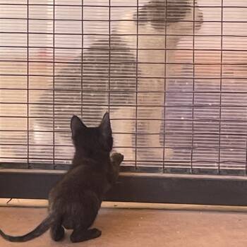 Rescue Domestic Short Hair Cats for Adoption in Kanab, Utah - Catania | PetCurious